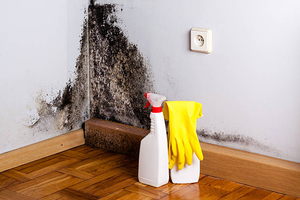 Mold Odor Removal Services in Great Bend, NY